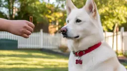 Dog trainer working with a puppy in Gurgaon to improve behavior