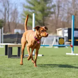 Expert dog training in Gurgaon helping puppies learn commands