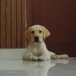 Professional dog training session in Gurgaon with certified trainer